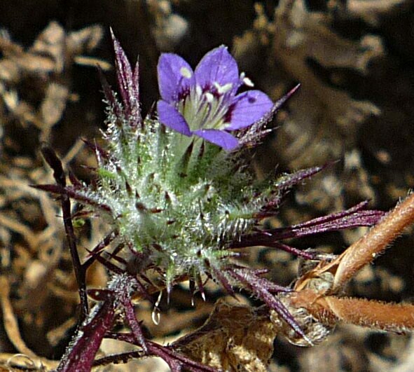 High Resolution Navarretia mitracarpa Flower